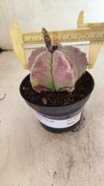 ASTROPHYTUM MYRIOSTIGMA Nº 1099 – vaso 11 - Imagem 4