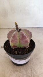 ASTROPHYTUM MYRIOSTIGMA Nº 1099 – vaso 11 - Imagem 6