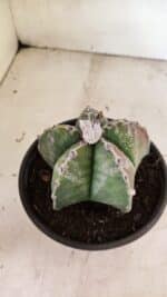 ASTROPHYTUM MYRIOSTIGMA  Nº 1102 – vaso 15 - Imagem 6