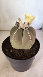 ASTROPHYTUM MYRIOSTIGMA  Nº 1108 – vaso 17 - Imagem 6