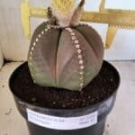 ASTROPHYTUM MYRIOSTIGMA  Nº 1108 – vaso 17