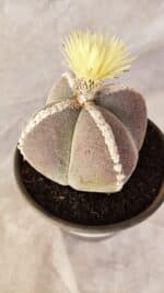 ASTROPHYTUM MYRIOSTIGMA "4 QUINAS" Nº 1066 – vaso 15 - Imagem 9