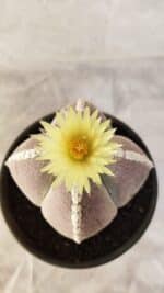 ASTROPHYTUM MYRIOSTIGMA "4 QUINAS" Nº 1066 – vaso 15