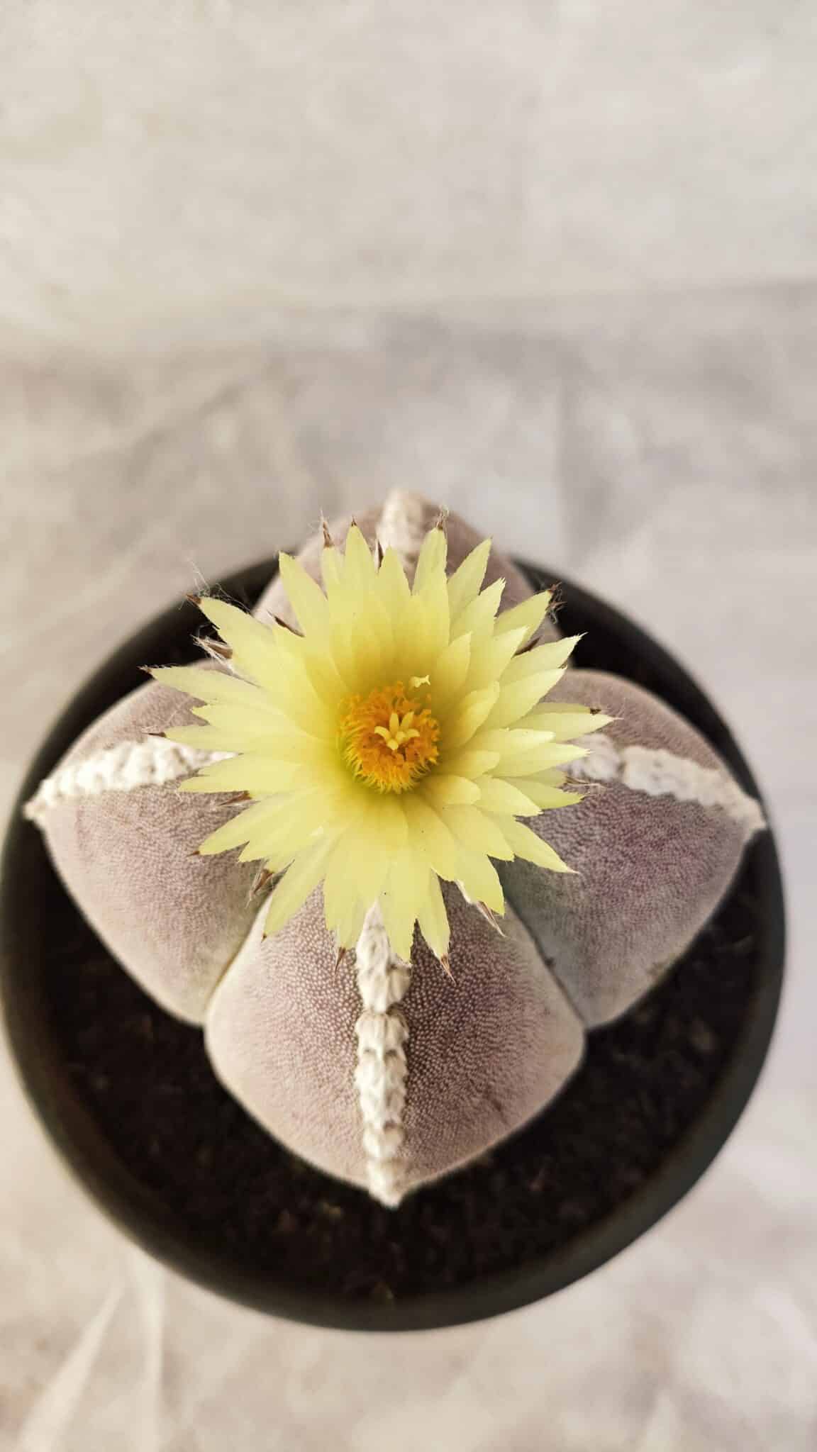 MYRIOSTIGMA 4 QUINAS 1066 (4) ASTROPHYTUM MYRIOSTIGMA "4 QUINAS" Nº 1066 – vaso 15 - Imagem 1