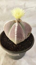 ASTROPHYTUM MYRIOSTIGMA "4 QUINAS" Nº 1066 – vaso 15 - Imagem 7