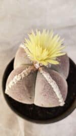 ASTROPHYTUM MYRIOSTIGMA "4 QUINAS" Nº 1066 – vaso 15 - Imagem 5