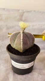 ASTROPHYTUM MYRIOSTIGMA "4 QUINAS" Nº 1066 – vaso 15 - Imagem 4