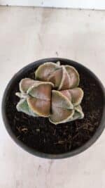 ASTROPHYTUM MYRIOSTIGMA "4 QUINAS - Colonia" Nº 1094 – vaso 15 - Imagem 3