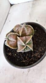 ASTROPHYTUM MYRIOSTIGMA "4 QUINAS - Colonia" Nº 1094 – vaso 15 - Imagem 6