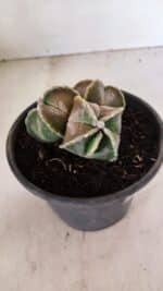 ASTROPHYTUM MYRIOSTIGMA "4 QUINAS - Colonia" Nº 1094 – vaso 15 - Imagem 10