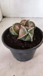 ASTROPHYTUM MYRIOSTIGMA "4 QUINAS - Colonia" Nº 1094 – vaso 15 - Imagem 9