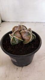 ASTROPHYTUM MYRIOSTIGMA "4 QUINAS - Colonia" Nº 1094 – vaso 15 - Imagem 8