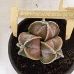 ASTROPHYTUM MYRIOSTIGMA "4 QUINAS - Colonia" Nº 1094 – vaso 15