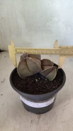 ASTROPHYTUM MYRIOSTIGMA "Bicéfalo" Nº 1099 – vaso 15 - Imagem 4