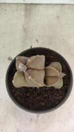 ASTROPHYTUM MYRIOSTIGMA "Bicéfalo" Nº 1099 – vaso 15 - Imagem 3