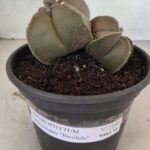 ASTROPHYTUM MYRIOSTIGMA "Bicéfalo" Nº 1099 – vaso 15