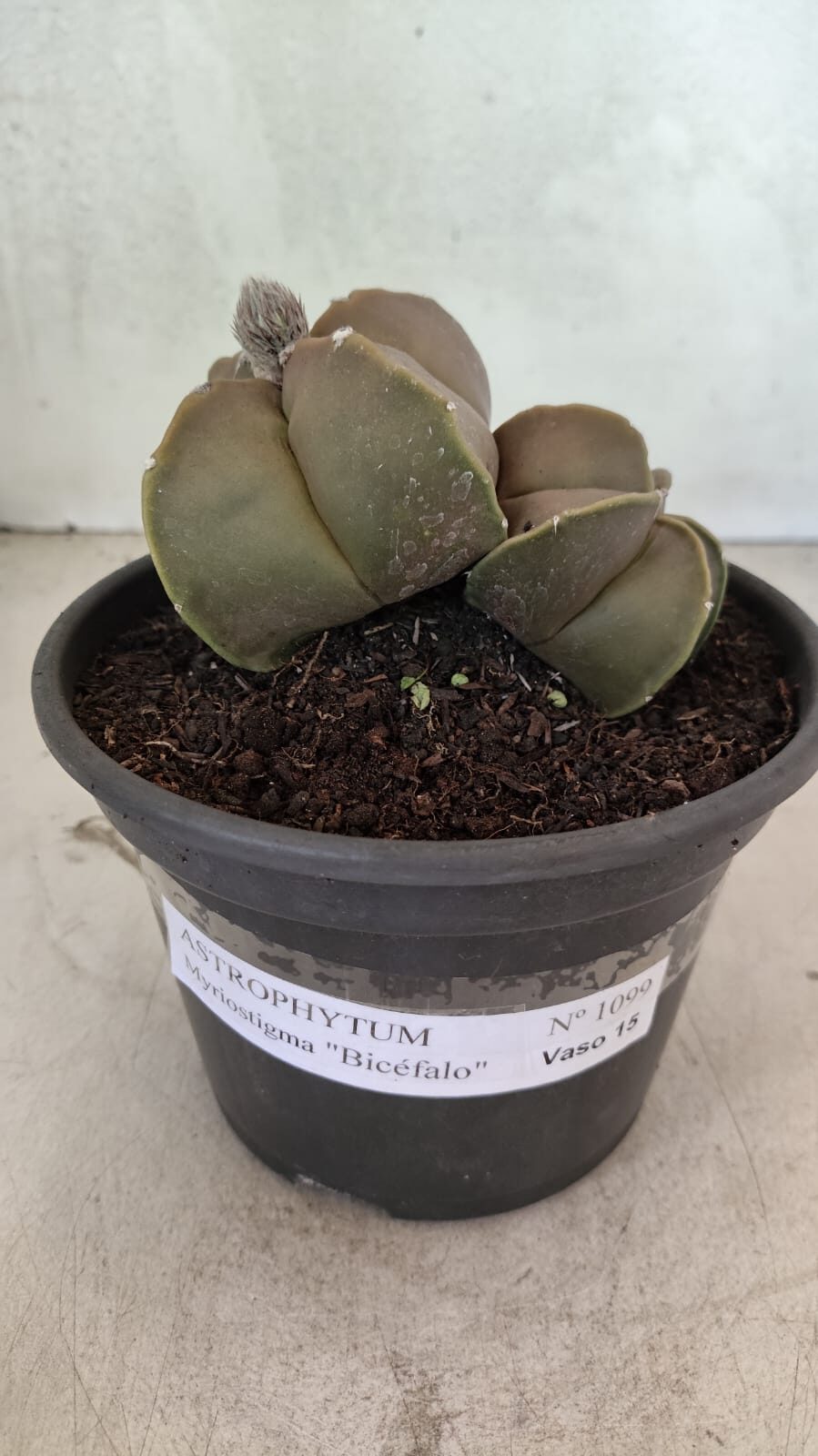 MYRIOSTIGMA BICEFALO 1099 (4) ASTROPHYTUM MYRIOSTIGMA "Bicéfalo" Nº 1099 – vaso 15 - Imagem 1