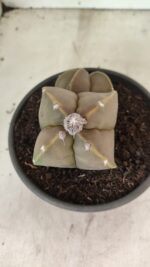 ASTROPHYTUM MYRIOSTIGMA "Bicéfalo" Nº 1099 – vaso 15 - Imagem 8