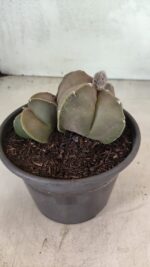 ASTROPHYTUM MYRIOSTIGMA "Bicéfalo" Nº 1099 – vaso 15 - Imagem 7