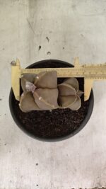 ASTROPHYTUM MYRIOSTIGMA "Bicéfalo" Nº 1099 – vaso 15 - Imagem 5