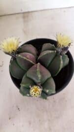 ASTROPHYTUM MYRIOSTIGMA "Colônia" Nº 1055 – vaso 15 - Imagem 9