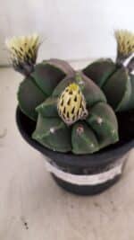 ASTROPHYTUM MYRIOSTIGMA "Colônia" Nº 1055 – vaso 15 - Imagem 8