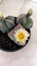 ASTROPHYTUM MYRIOSTIGMA "Colônia" Nº 1055 – vaso 15 - Imagem 6