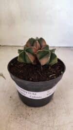 ASTROPHYTUM MYRIOSTIGMA "Colônia" Nº 1093 – vaso 11 - Imagem 2