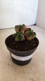 ASTROPHYTUM MYRIOSTIGMA "Colônia" Nº 1093 – vaso 11 - Imagem 8