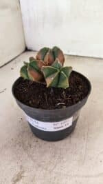 ASTROPHYTUM MYRIOSTIGMA "Colônia" Nº 1093 – vaso 11 - Imagem 7