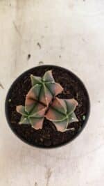 ASTROPHYTUM MYRIOSTIGMA "Colônia" Nº 1093 – vaso 11 - Imagem 3