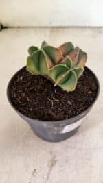 ASTROPHYTUM MYRIOSTIGMA "Colônia" Nº 1093 – vaso 11 - Imagem 5