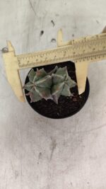 ASTROPHYTUM MYRIOSTIGMA "Colônia" Nº 1093 – vaso 11 - Imagem 5