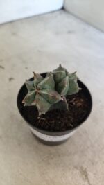 ASTROPHYTUM MYRIOSTIGMA "Colônia" Nº 1093 – vaso 11 - Imagem 7