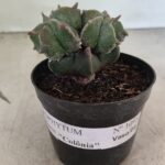 ASTROPHYTUM MYRIOSTIGMA "Colônia" Nº 1093 – vaso 11