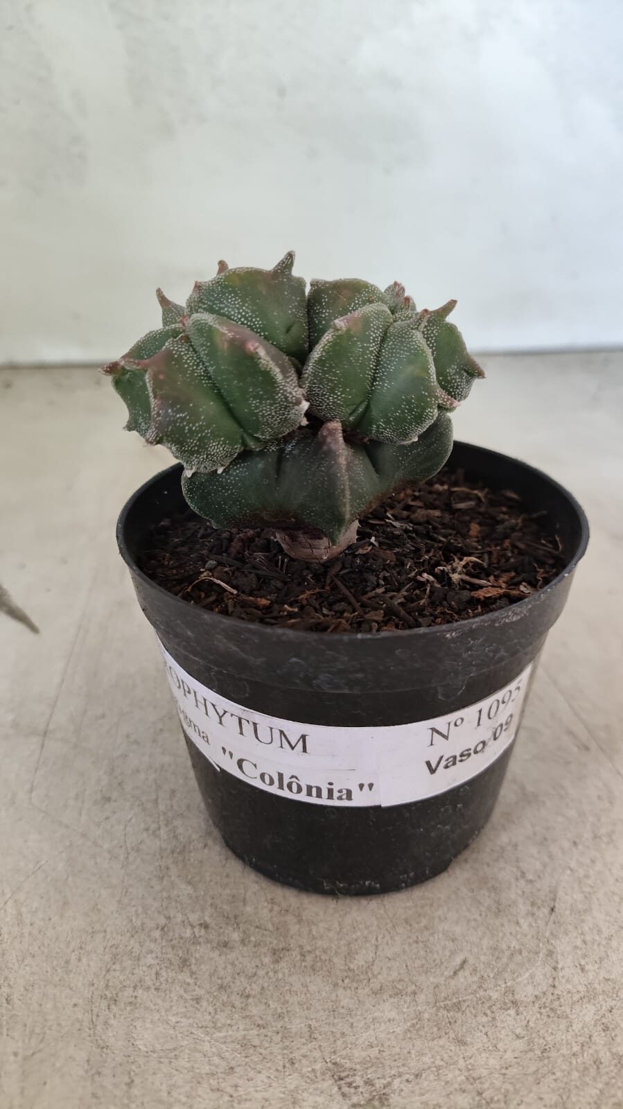 MYRIOSTIGMA COLONIA 1095 (4) ASTROPHYTUM MYRIOSTIGMA "Colônia" Nº 1093 – vaso 11 - Imagem 1