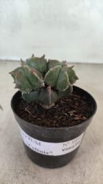 ASTROPHYTUM MYRIOSTIGMA "Colônia" Nº 1093 – vaso 11 - Imagem 6