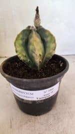 ASTROPHYTUM Myriostigma FUKURYU "Variegata" Nº 1066 – vaso 15 - Imagem 2