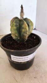 ASTROPHYTUM Myriostigma FUKURYU "Variegata" Nº 1066 – vaso 15 - Imagem 9