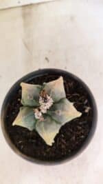 ASTROPHYTUM Myriostigma FUKURYU "Variegata" Nº 1066 – vaso 15 - Imagem 3