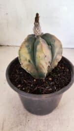 ASTROPHYTUM Myriostigma FUKURYU "Variegata" Nº 1066 – vaso 15 - Imagem 7