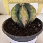 ASTROPHYTUM Myriostigma FUKURYU "Variegata" Nº 1066 – vaso 15