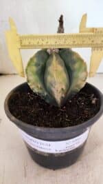 ASTROPHYTUM Myriostigma FUKURYU "Variegata" Nº 1066 – vaso 15