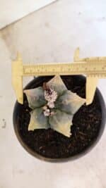 ASTROPHYTUM Myriostigma FUKURYU "Variegata" Nº 1066 – vaso 15 - Imagem 5