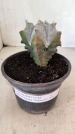 ASTROPHYTUM Myriostigma FUKURYU Nº 1072 – vaso 15 - Imagem 2