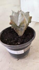 ASTROPHYTUM Myriostigma FUKURYU Nº 1072 – vaso 15 - Imagem 9