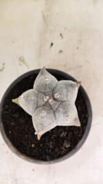 ASTROPHYTUM Myriostigma FUKURYU Nº 1072 – vaso 15 - Imagem 8