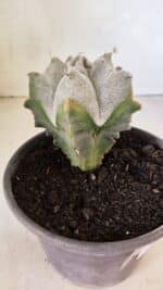 ASTROPHYTUM Myriostigma FUKURYU Nº 1072 – vaso 15 - Imagem 3