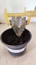 ASTROPHYTUM Myriostigma FUKURYU Nº 1072 – vaso 15 - Imagem 10