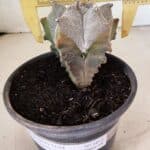 ASTROPHYTUM Myriostigma FUKURYU Nº 1072 – vaso 15